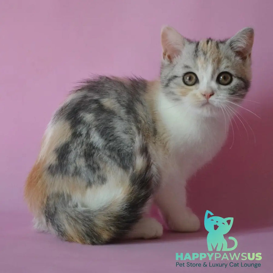 Samanta Scottish Straight female black tortie silver tabby bicolour - live animals