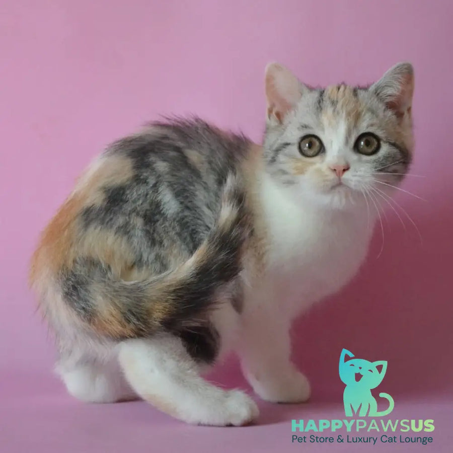 Samanta Scottish Straight female black tortie silver tabby bicolour - live animals