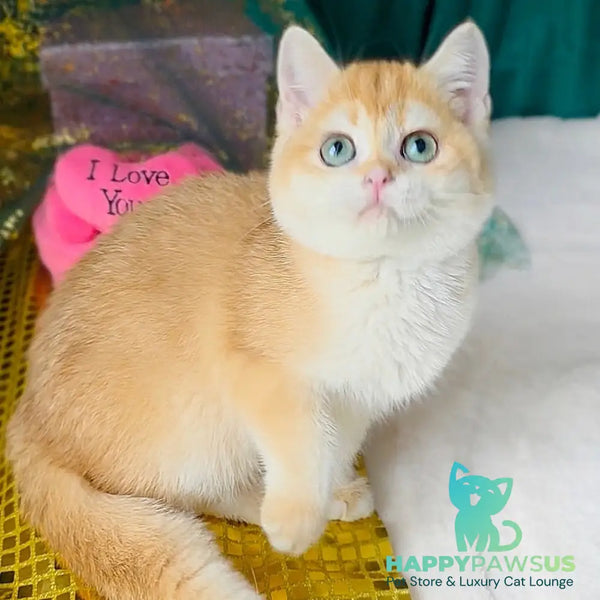 Samantha British Shorthair female black golden chinchilla - live animals