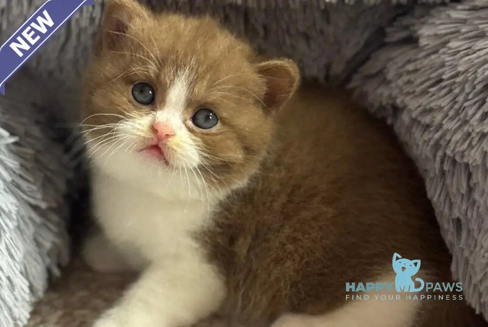 Samantha British Shorthair female cinnamon bicolour live animals