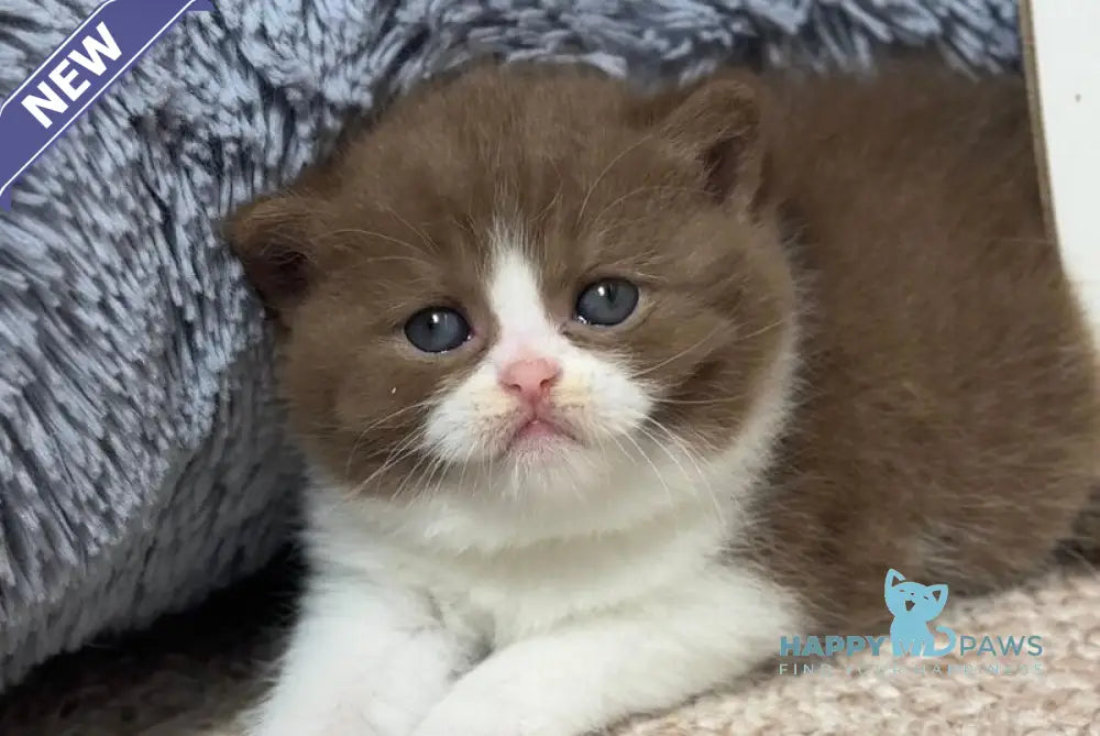Samantha British Shorthair female cinnamon bicolour live animals