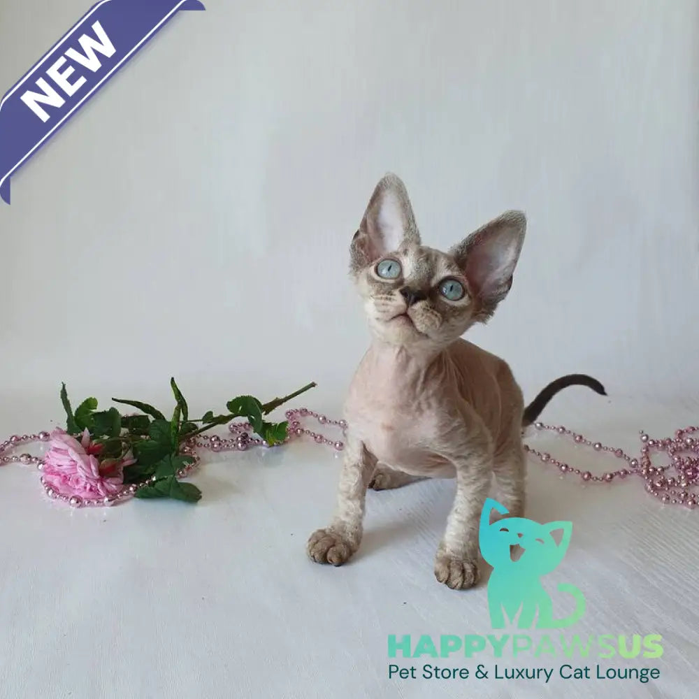 Samantha Devon Rex female black tabby pointed - live animals