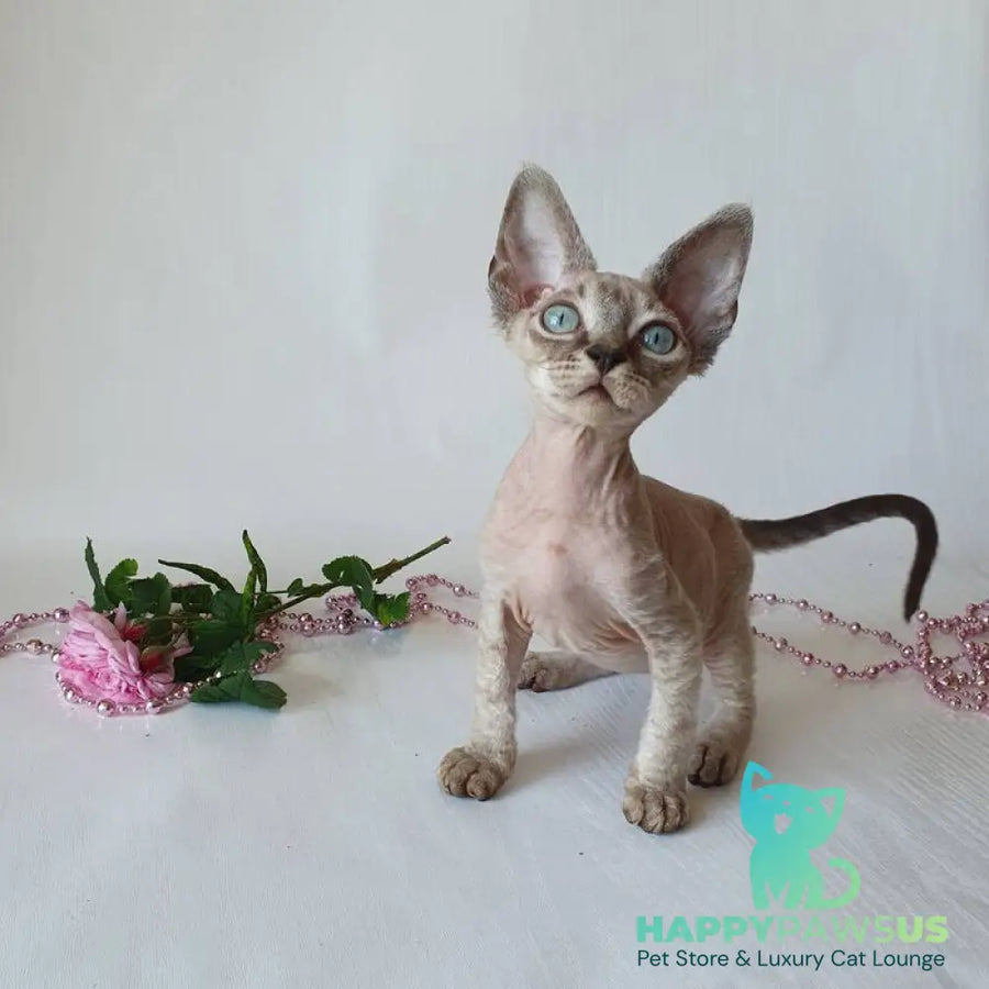 Samantha Devon Rex female black tabby pointed - live animals