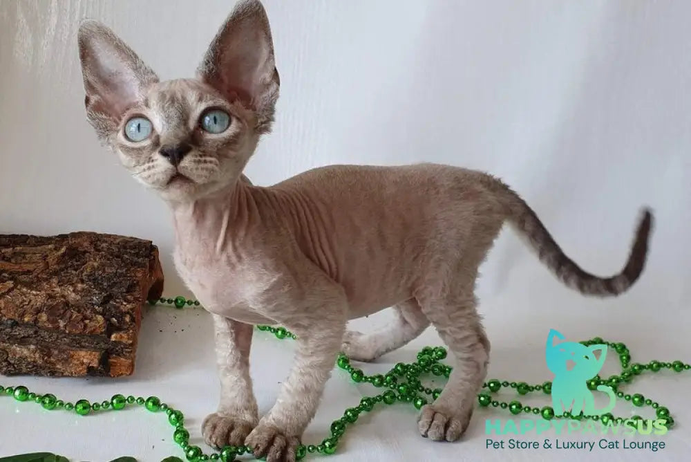 Samantha Devon Rex female black tabby pointed - live animals