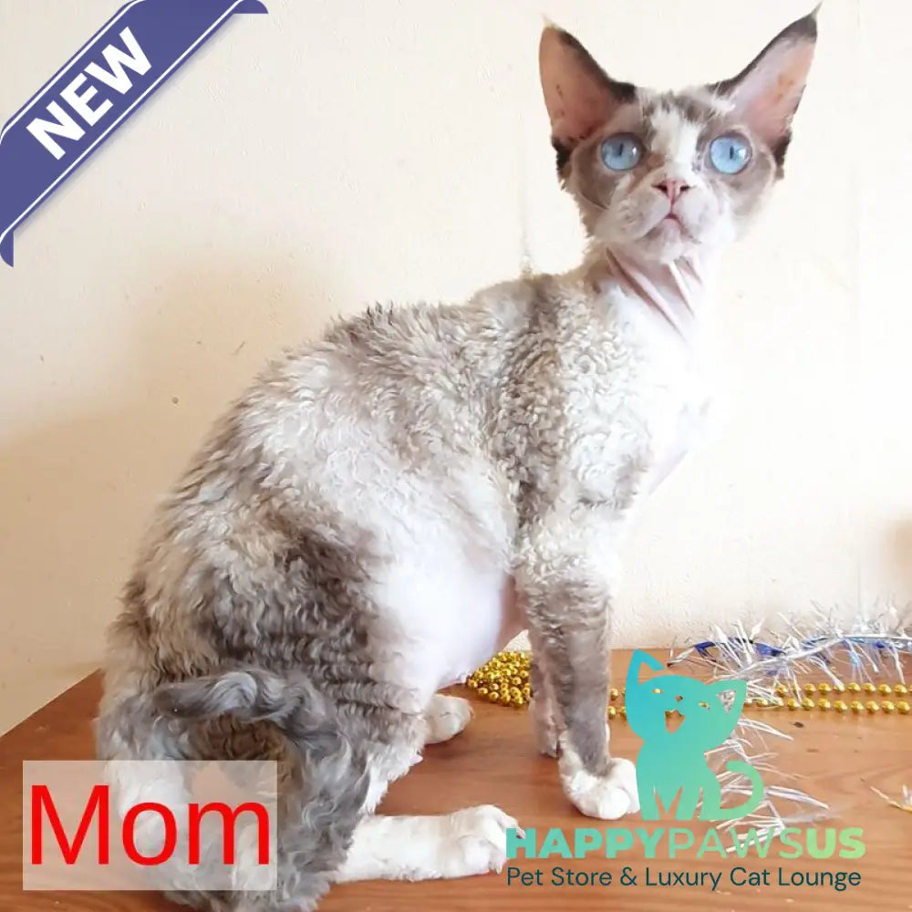 Samantha Devon Rex female black tabby pointed - live animals