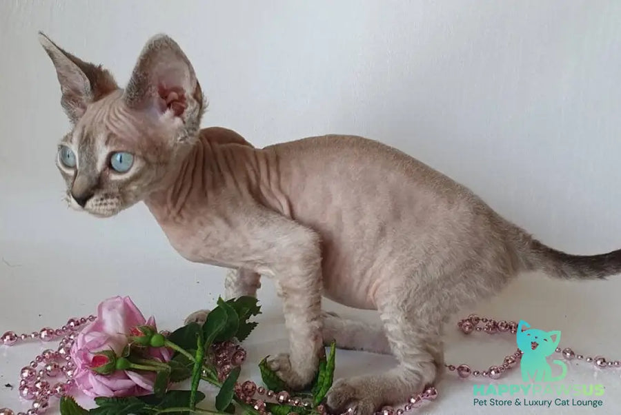 Samantha Devon Rex female black tabby pointed - live animals