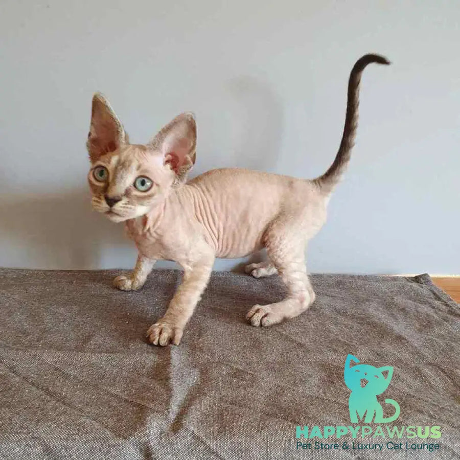 Samantha Devon Rex female black tabby pointed - live animals