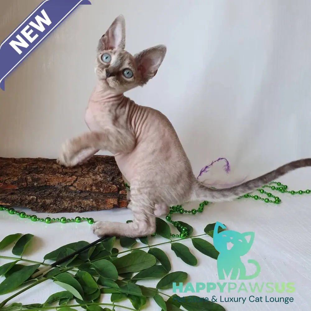Samantha Devon Rex female black tabby pointed - live animals