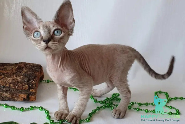 Samantha Devon Rex female black tabby pointed - live animals