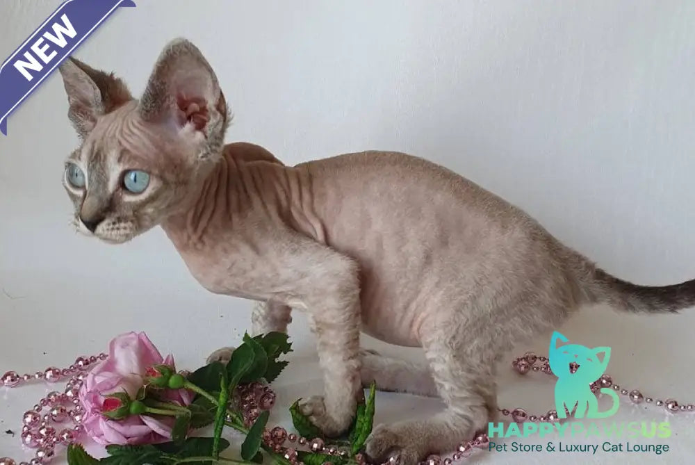 Samantha Devon Rex female black tabby pointed - live animals