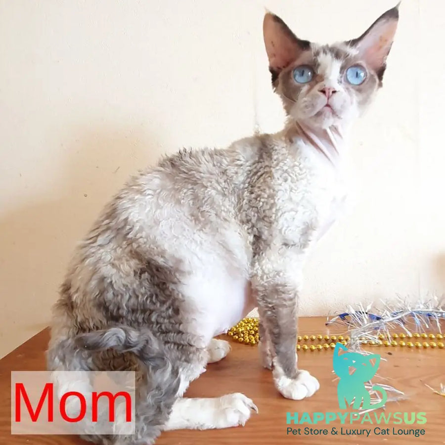 Samantha Devon Rex female black tabby pointed - live animals