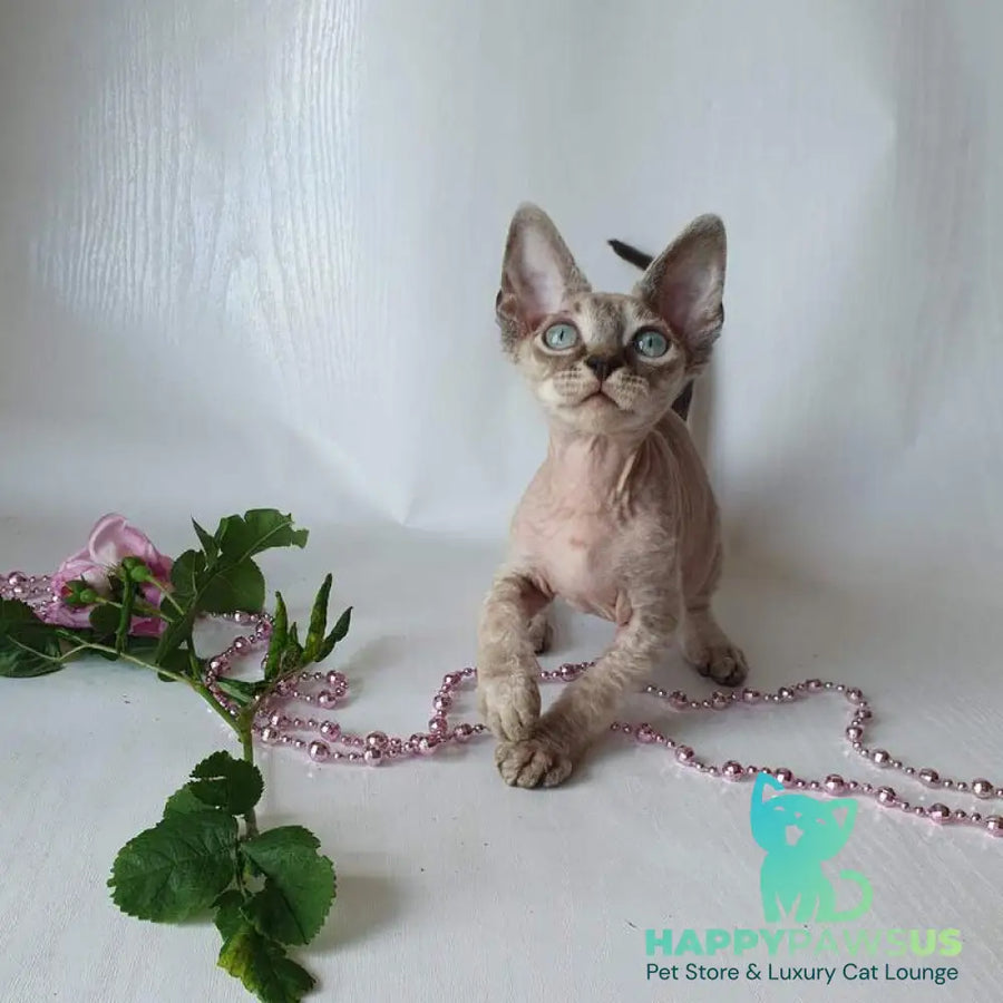 Samantha Devon Rex female black tabby pointed - live animals