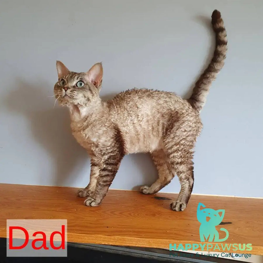 Samantha Devon Rex female black tabby pointed - live animals