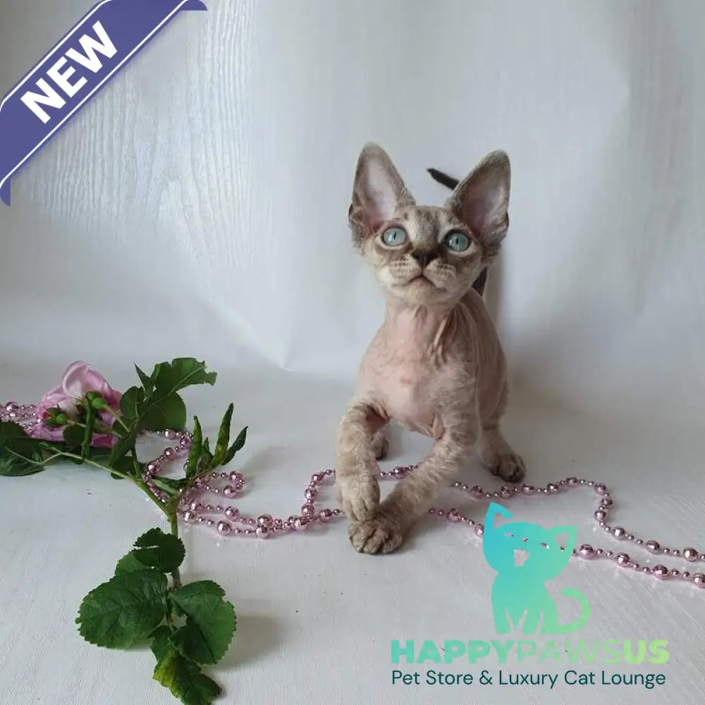 Samantha Devon Rex female black tabby pointed - live animals