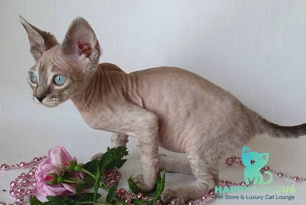 Samantha Devon Rex female black tabby pointed - live animals