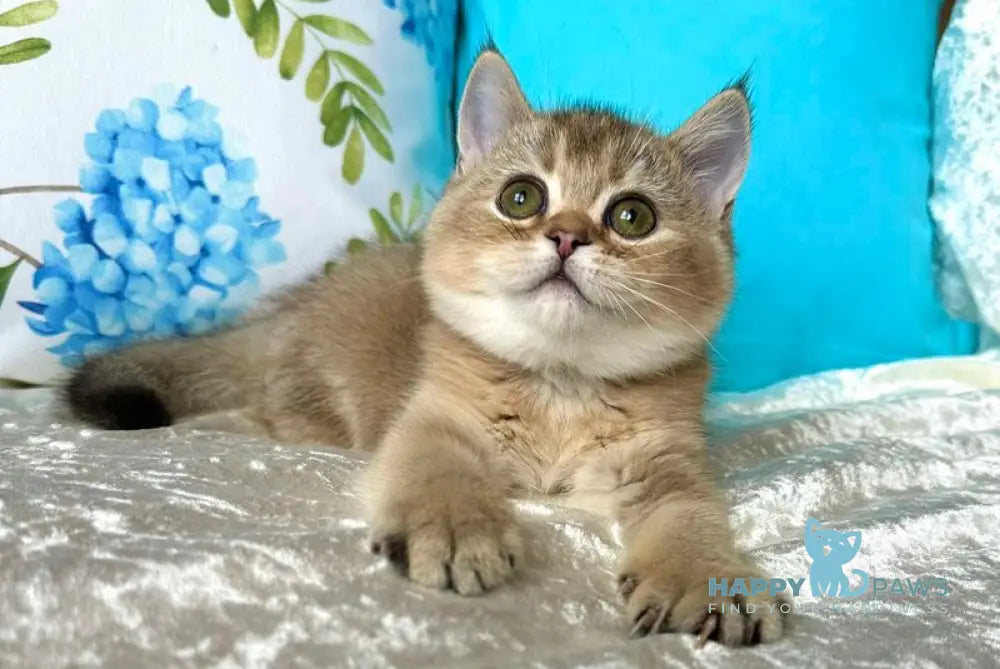 Samantha Scottish Straight female black golden ticked tabby live animals