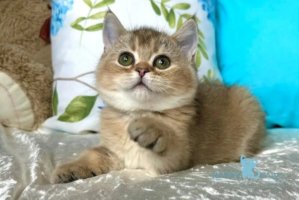 Samantha Scottish Straight female black golden ticked tabby live animals