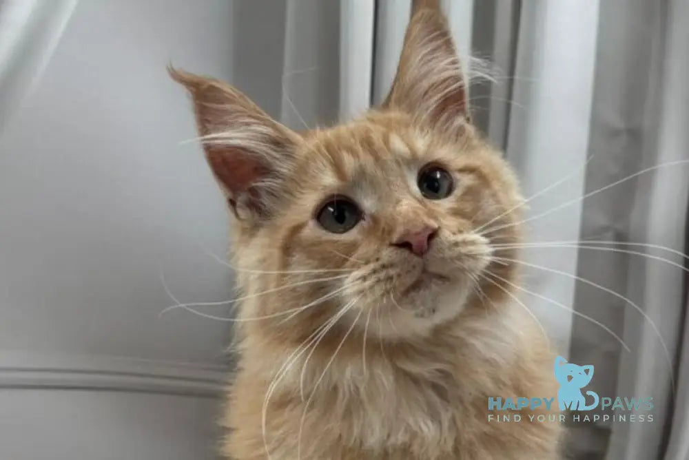 Samar Maine Coon male red live animals