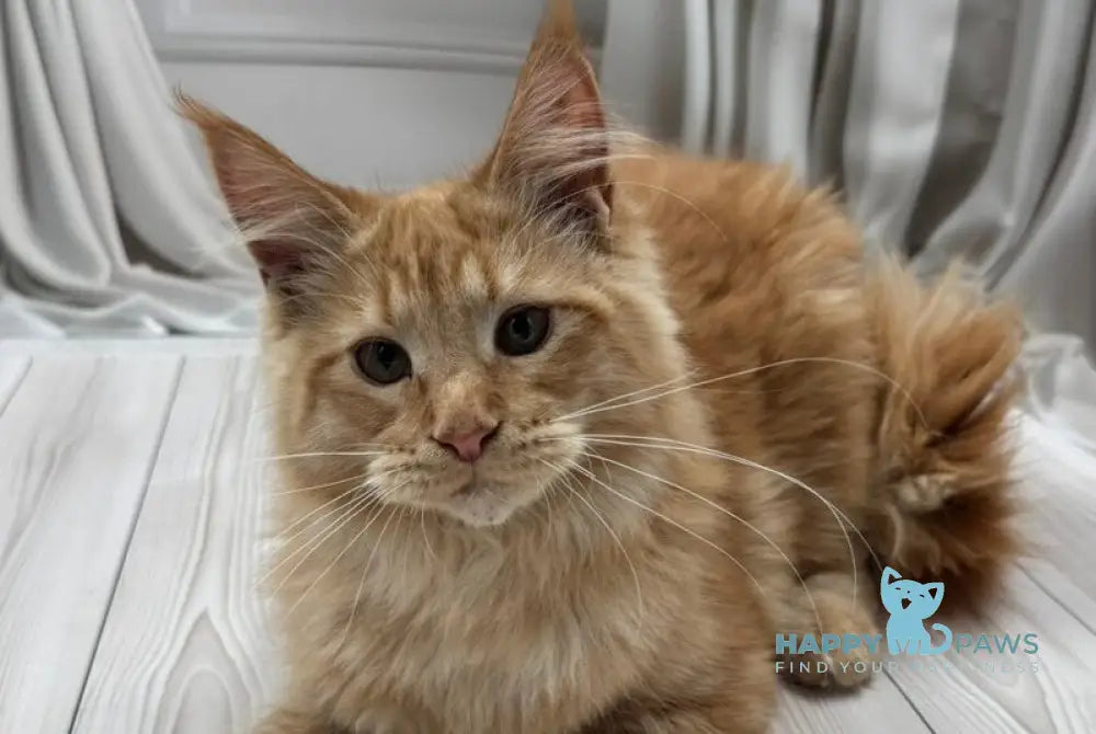 Samar Maine Coon male red live animals