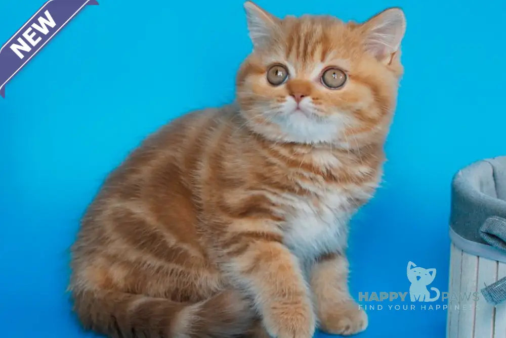 Samba Scottish Straight female cinnamon tabby live animals