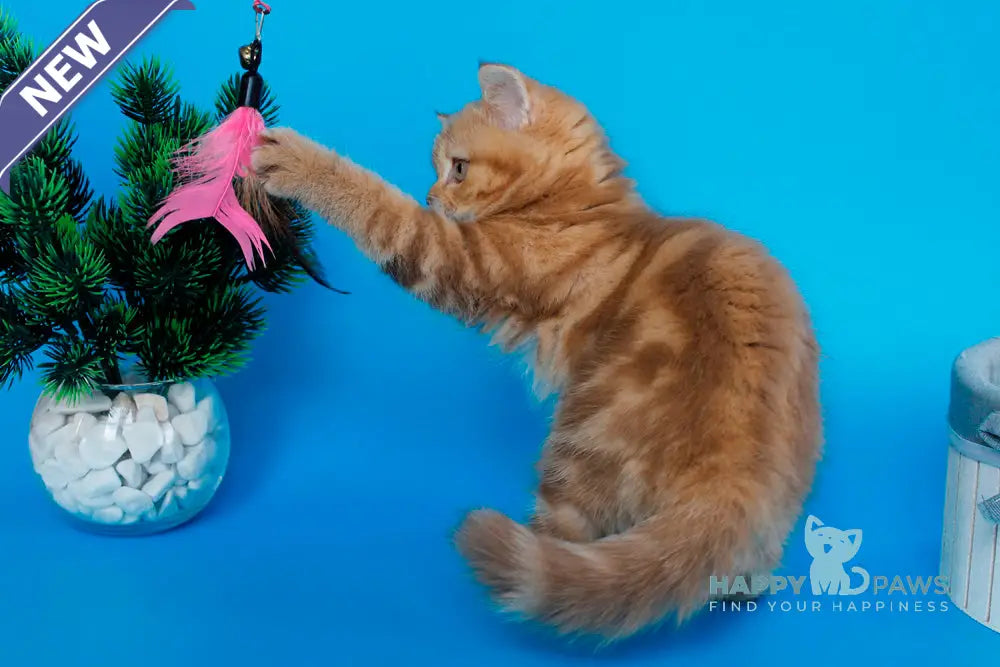 Samba Scottish Straight female cinnamon tabby live animals