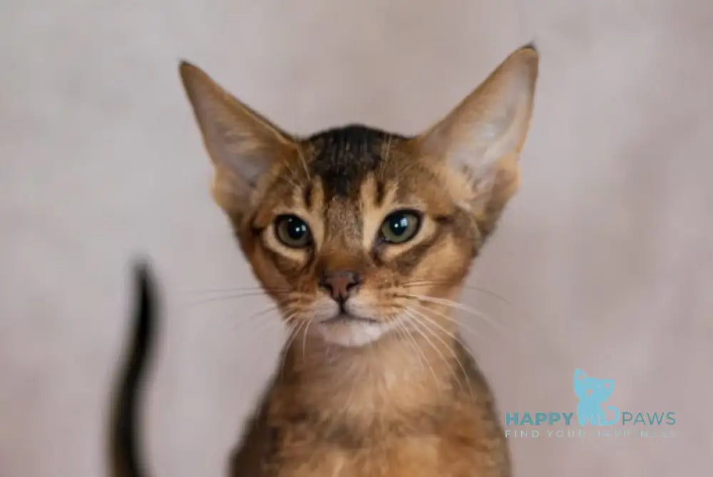 Samir Abyssinian male black live animals