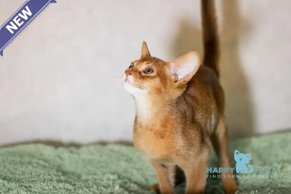 Samir Abyssinian male black live animals