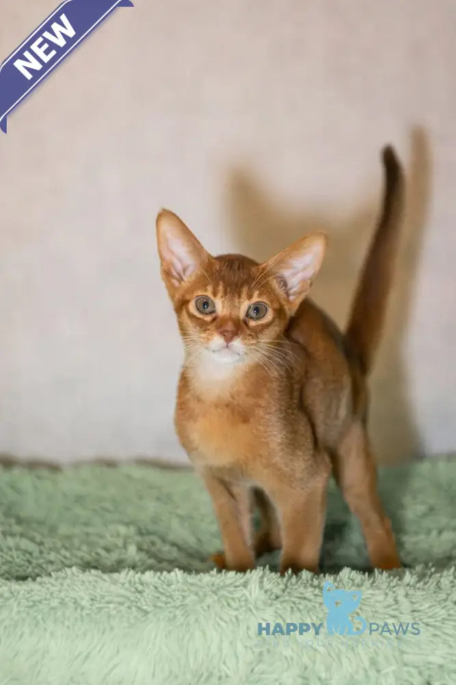 Samir Abyssinian male black live animals