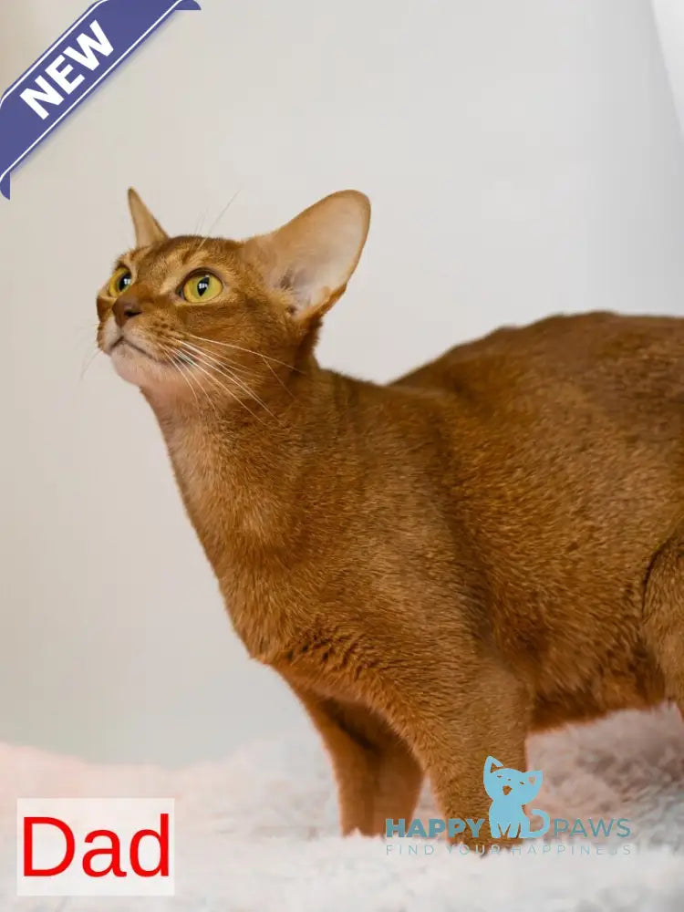 Samir Abyssinian male black live animals