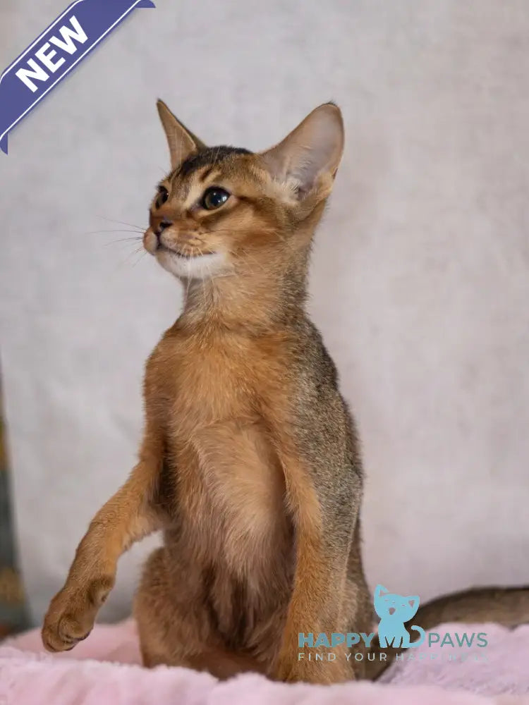 Samir Abyssinian male black live animals