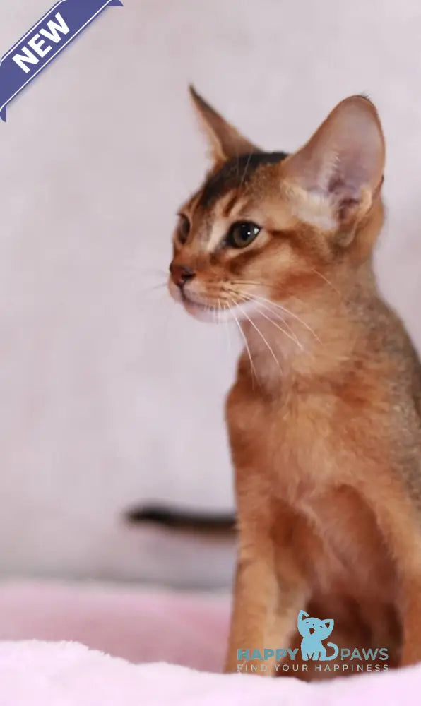 Samir Abyssinian male black live animals