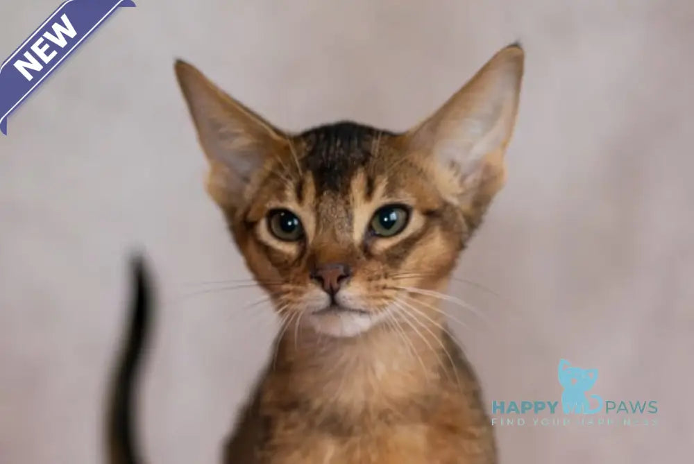 Samir Abyssinian male black live animals