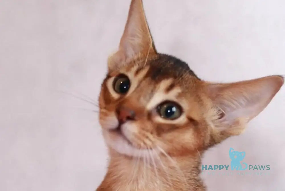 Samir Abyssinian male black live animals