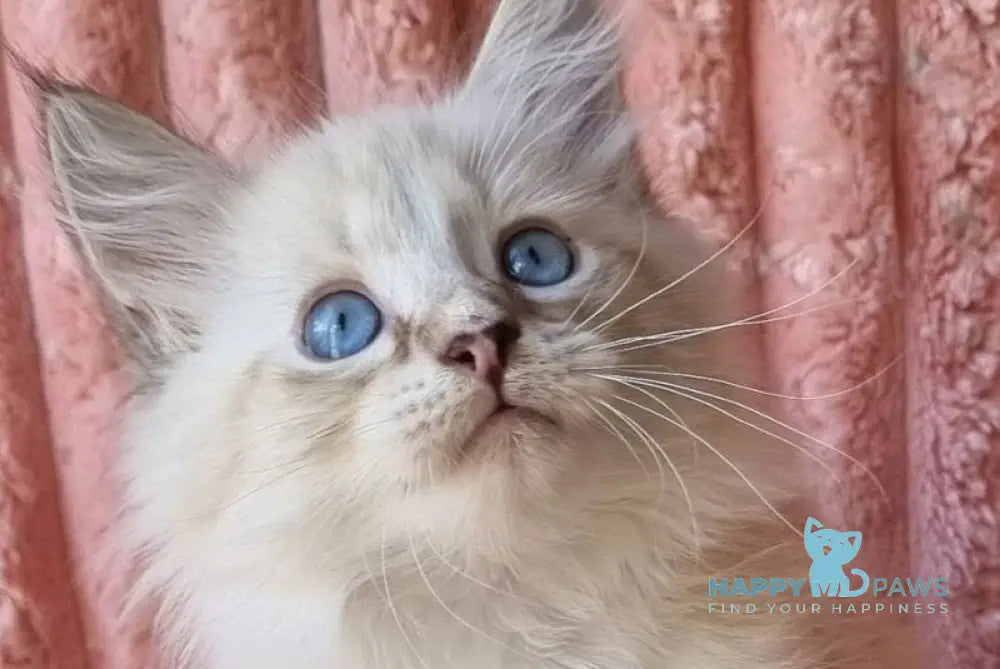 Samiylo Siberian male black tabby pointed with white live animals