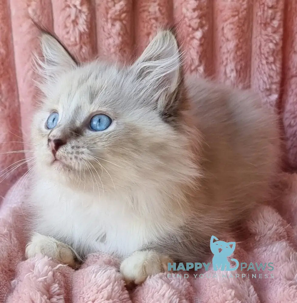 Samiylo Siberian male black tabby pointed with white live animals