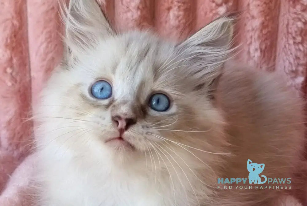 Samiylo Siberian male black tabby pointed with white live animals