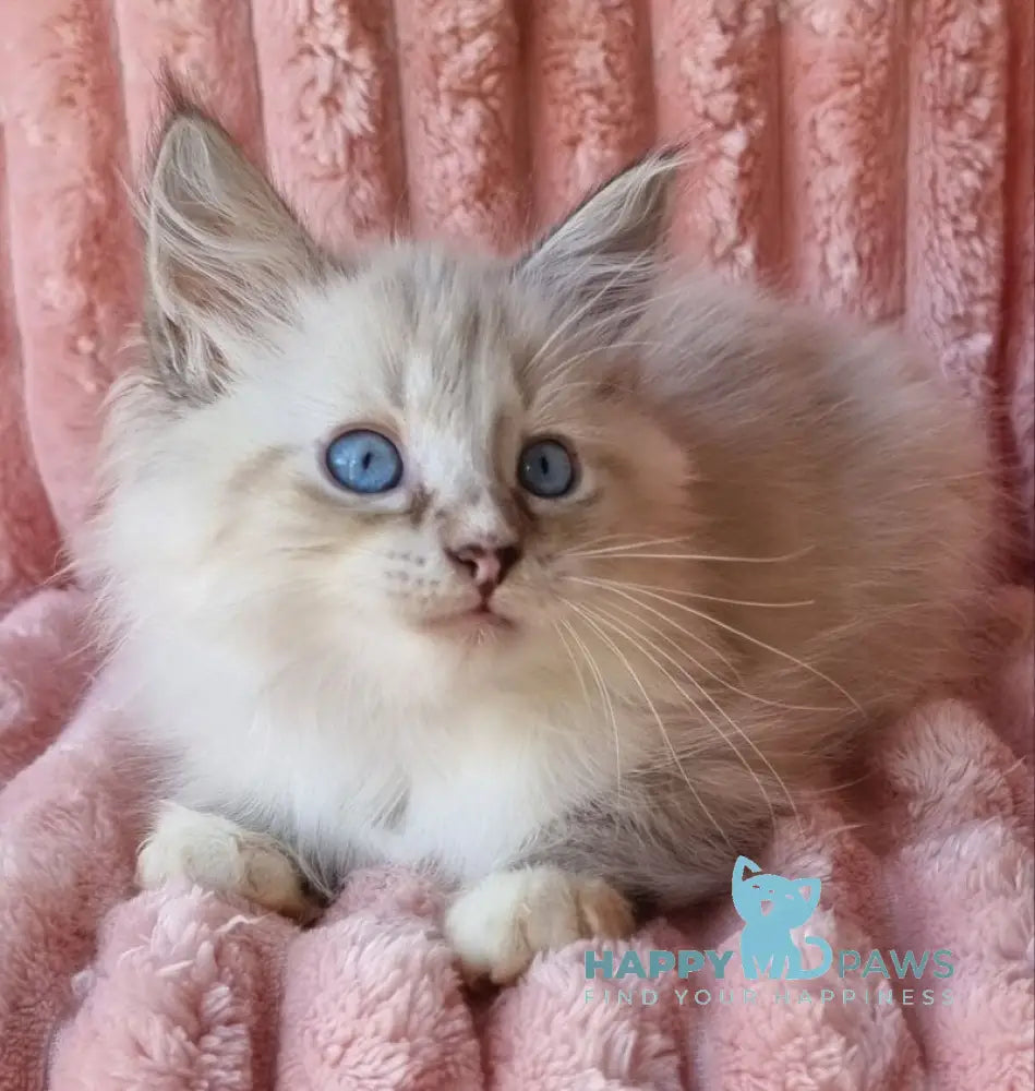 Samiylo Siberian male black tabby pointed with white live animals