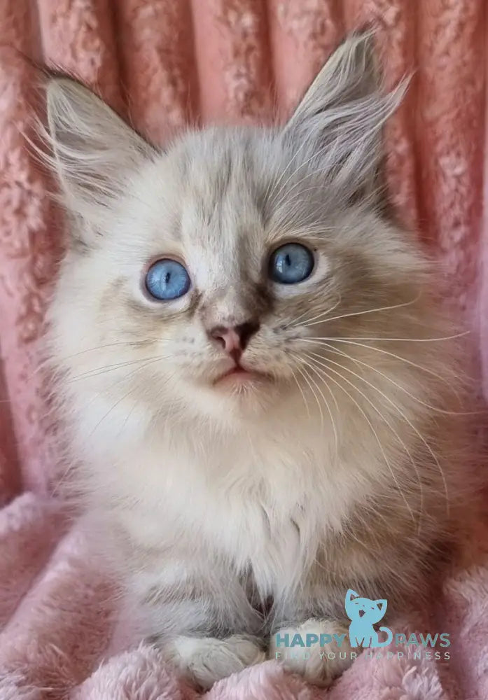 Samiylo Siberian male black tabby pointed with white live animals