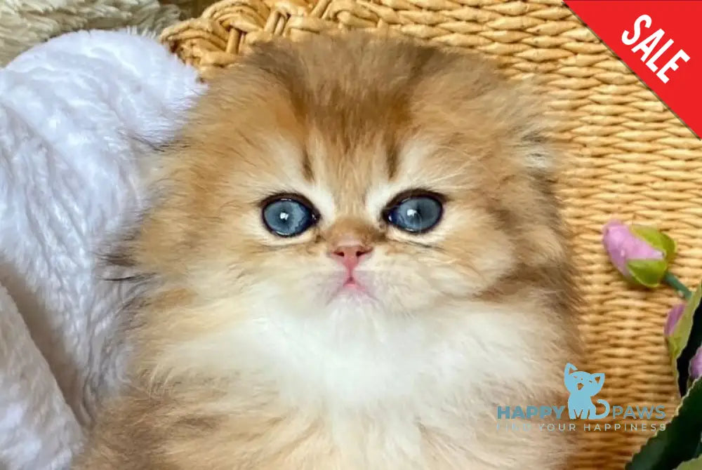 Sammer Scottish Fold female black golden ticked tabby - live animals