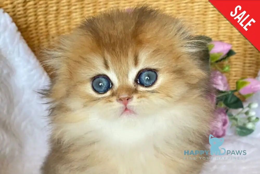 Sammer Scottish Fold female black golden ticked tabby - live animals