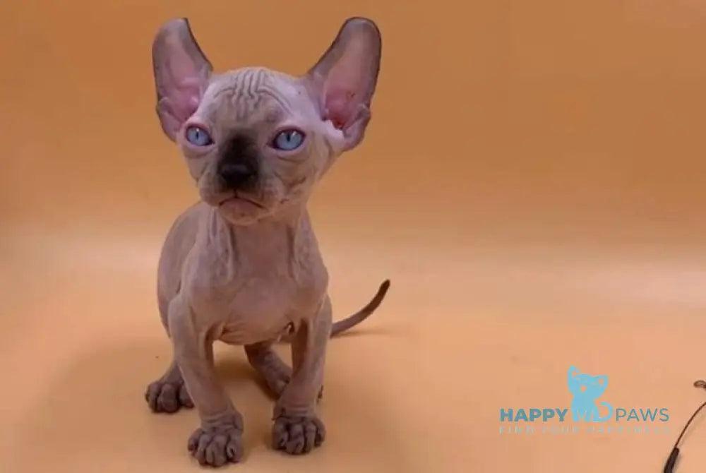 Sammi Elf male black pointed live animals