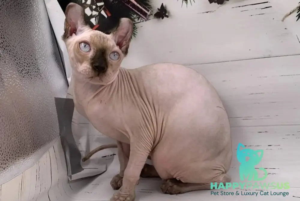 Sammi Elf male black pointed - live animals