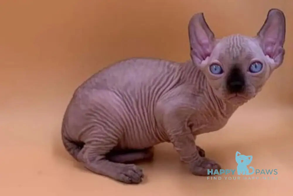 Sammi Elf male black pointed live animals