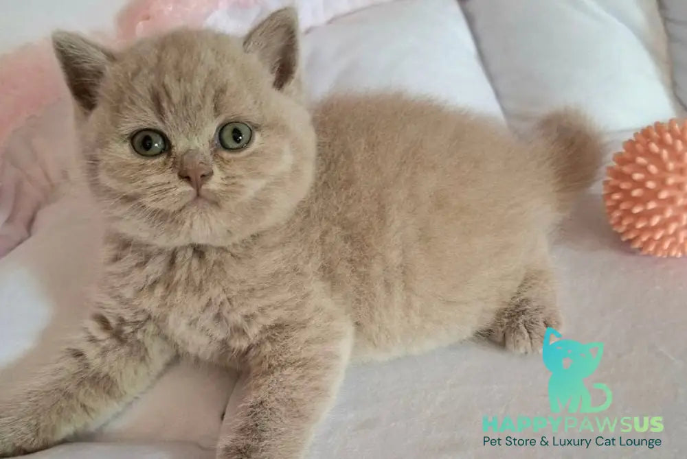 Samson British Shorthair male lilac - live animals
