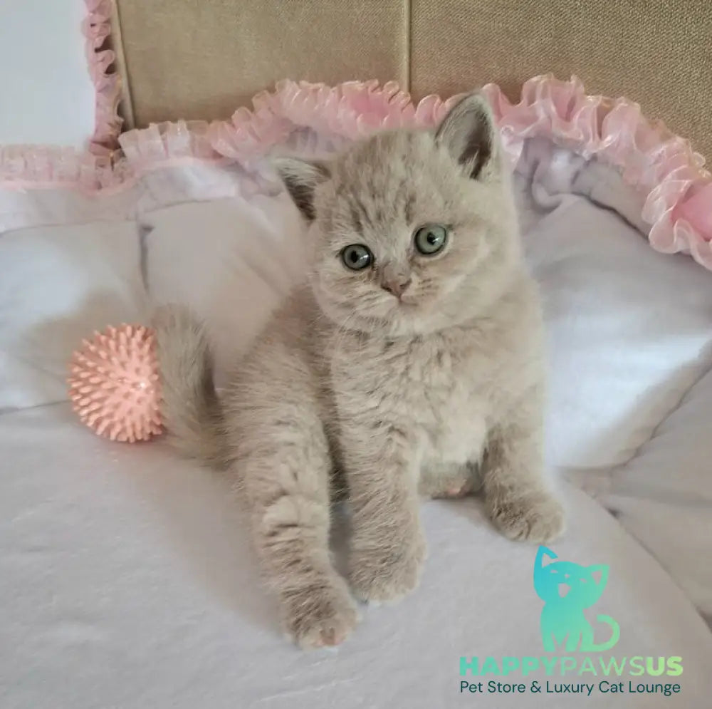 Samson British Shorthair male lilac - live animals