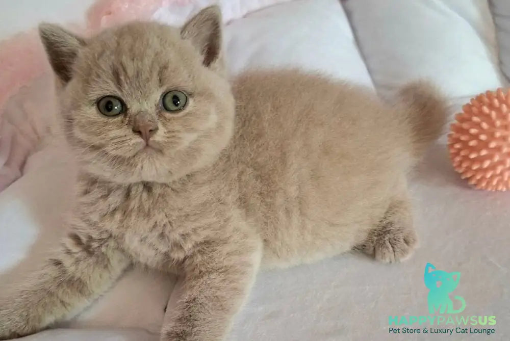 Samson British Shorthair male lilac - live animals