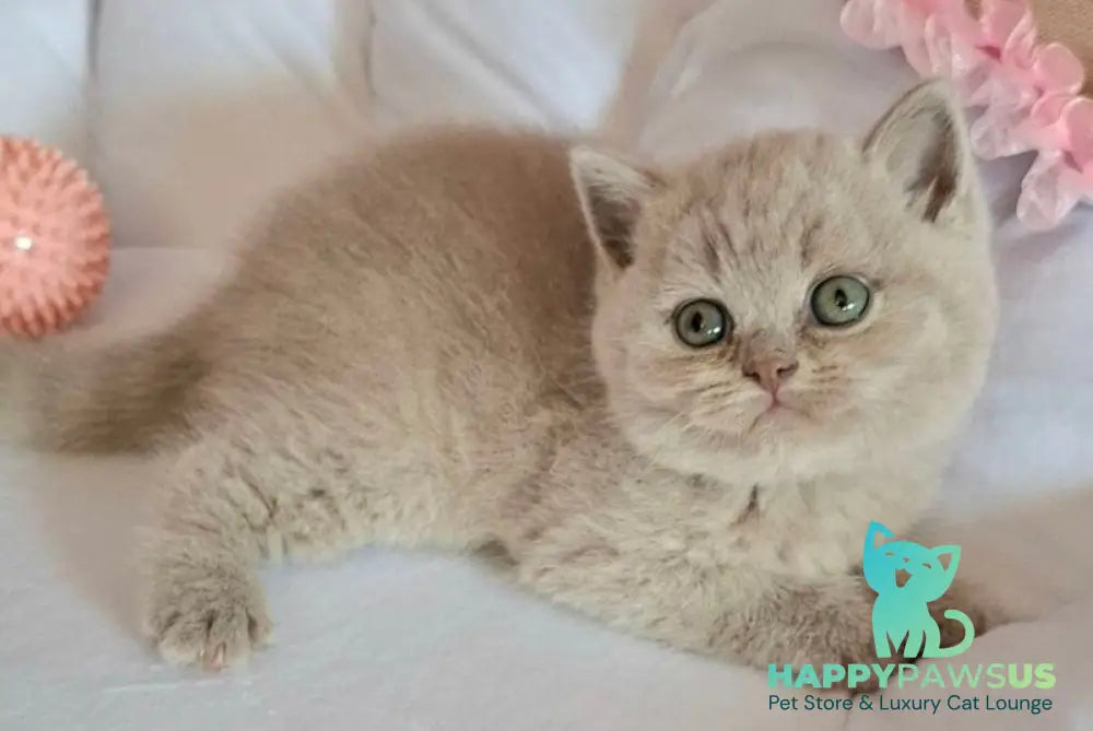 Samson British Shorthair male lilac - live animals