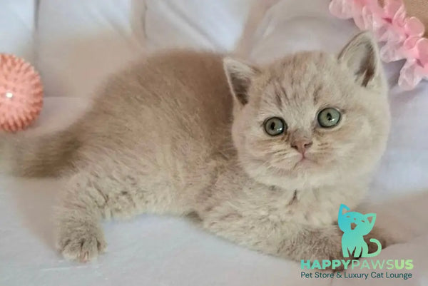 Samson British Shorthair male lilac - live animals