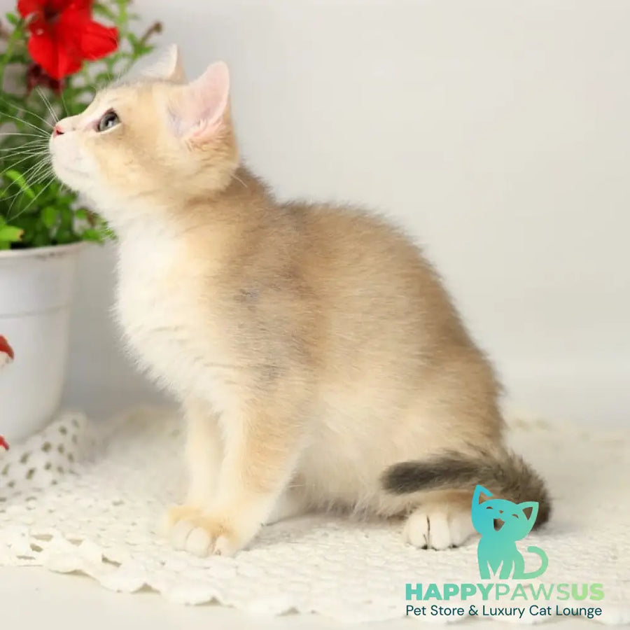 Samuel British Shorthair male blue golden chinchilla - live animals