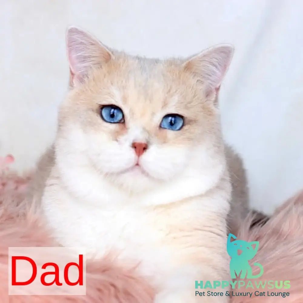 Samuel British Shorthair male blue golden chinchilla - live animals